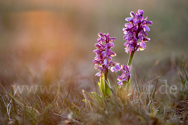 Kleines Knabenkraut (Orchis morio)