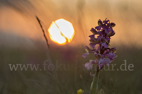 Kleines Knabenkraut (Orchis morio)