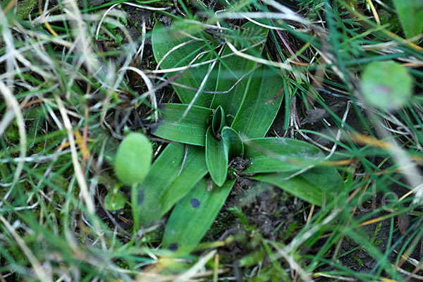 Kleines Knabenkraut (Orchis morio)