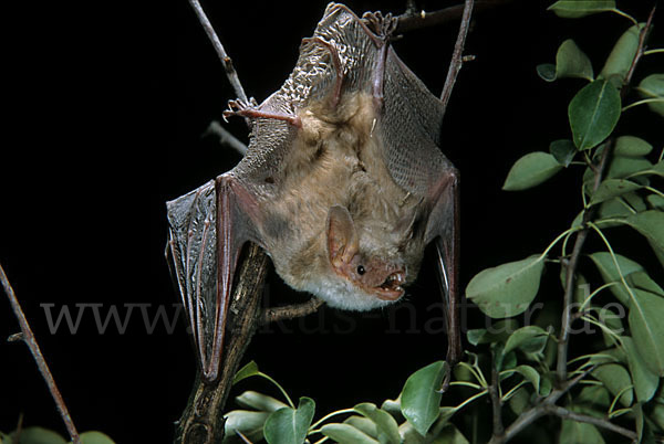 Kleines Mausohr (Myotis blythi)