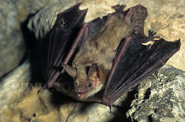 Kleines Mausohr (Myotis blythi)