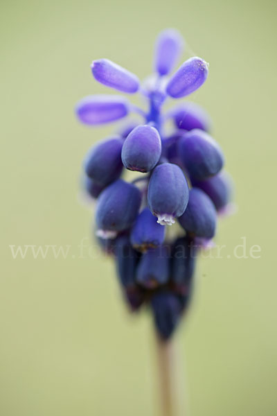 Kleines Träubel (Muscari botryoides)