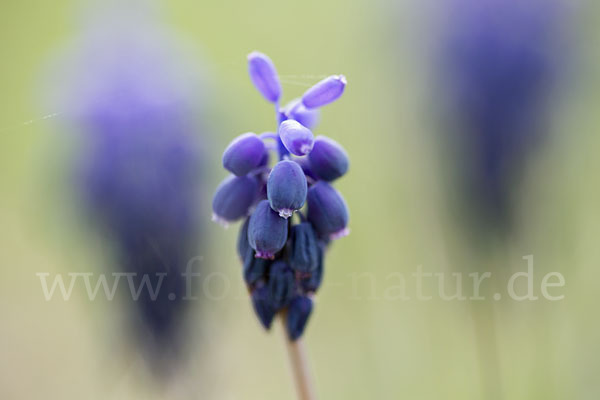 Kleines Träubel (Muscari botryoides)