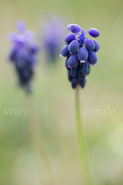 Kleines Träubel (Muscari botryoides)