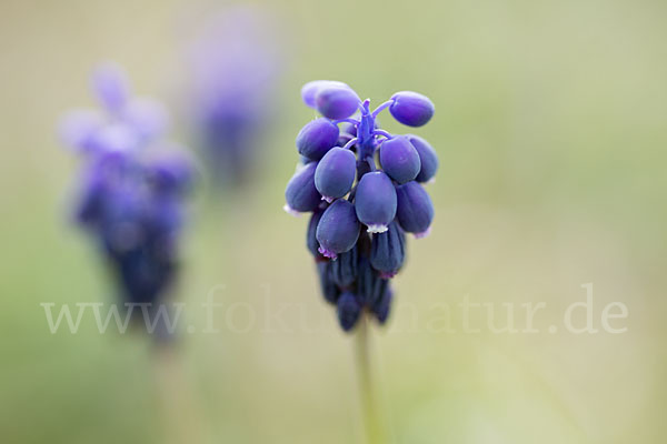 Kleines Träubel (Muscari botryoides)