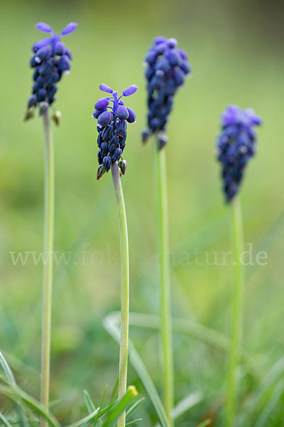 Kleines Träubel (Muscari botryoides)