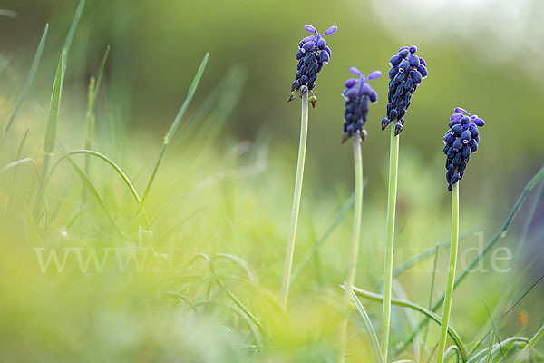 Kleines Träubel (Muscari botryoides)