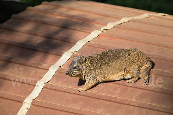 Klippschliefer (Procavia capensis)