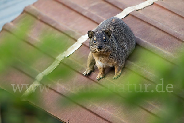 Klippschliefer (Procavia capensis)