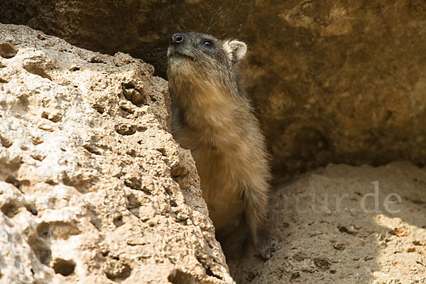 Klippschliefer (Procavia capensis)