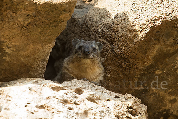 Klippschliefer (Procavia capensis)