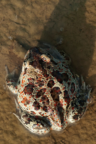 Knoblauchkröte (Pelobates fuscus)