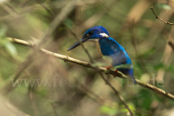 Kobalteisvogel (Alcedo semitorquata)