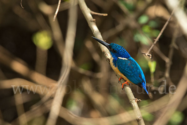 Kobalteisvogel (Alcedo semitorquata)