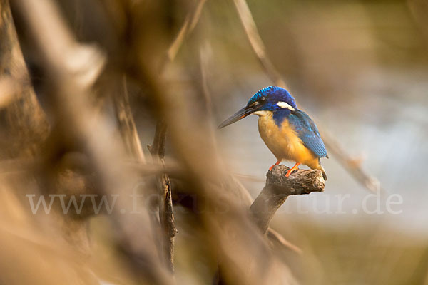 Kobalteisvogel (Alcedo semitorquata)