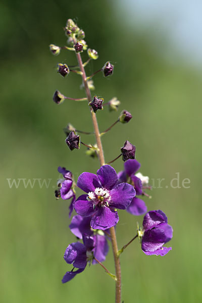 Königskerze (Verbascum spec.)