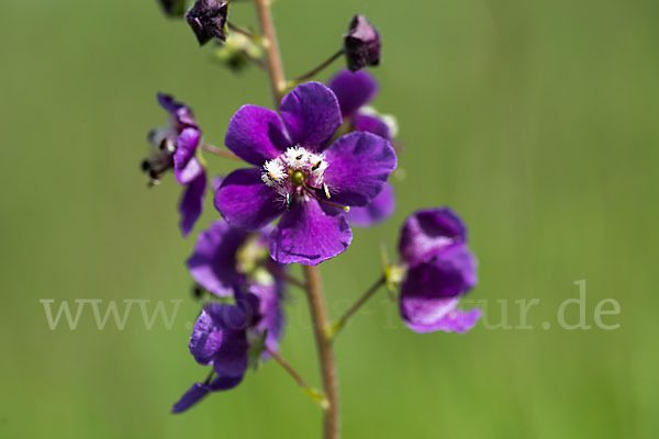 Königskerze (Verbascum spec.)