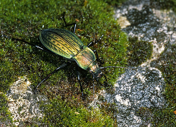 Körnerwarze (Carabus cancellatus)