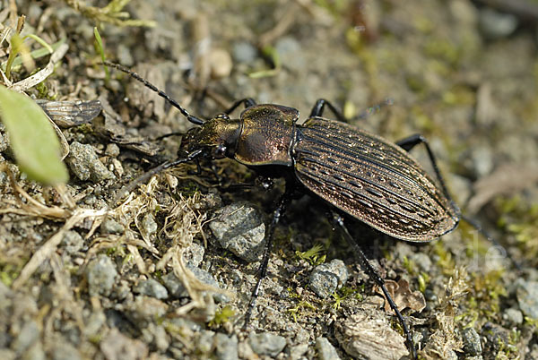 Körniger Laufkäfer (Carabus granulatus)