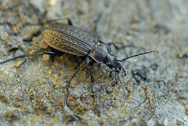 Körniger Laufkäfer (Carabus granulatus)