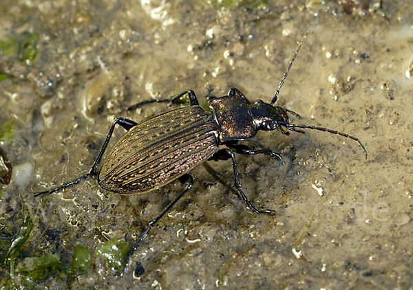 Körniger Laufkäfer (Carabus granulatus)