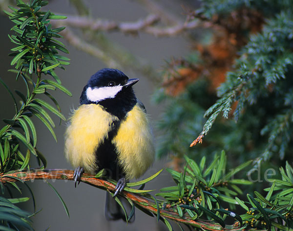 Kohlmeise (Parus major)