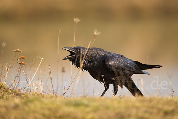 Kolkrabe (Corvus corax)