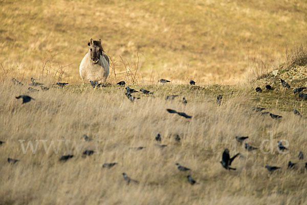 Konik (Equus caballus sspec.)