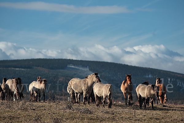 Konik (Equus caballus sspec.)