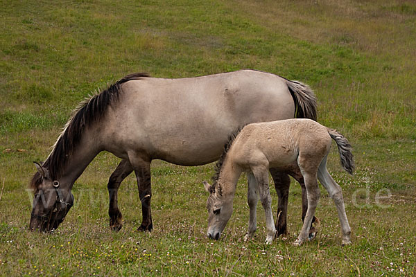 Konik (Equus caballus sspec.)