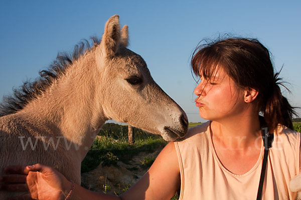 Konik (Equus caballus sspec.)