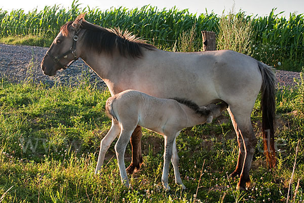 Konik (Equus caballus sspec.)