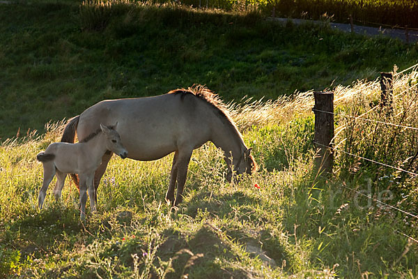 Konik (Equus caballus sspec.)