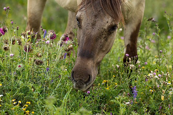 Konik (Equus caballus sspec.)