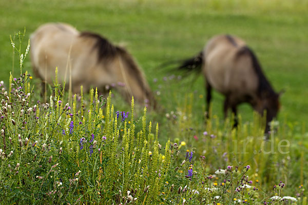 Konik (Equus caballus sspec.)