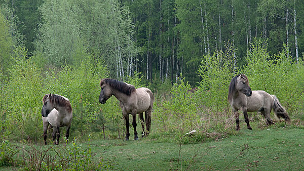 Konik (Equus caballus sspec.)