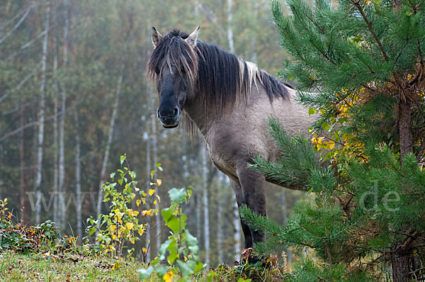 Konik (Equus caballus sspec.)