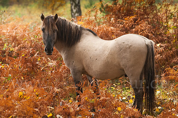 Konik (Equus caballus sspec.)