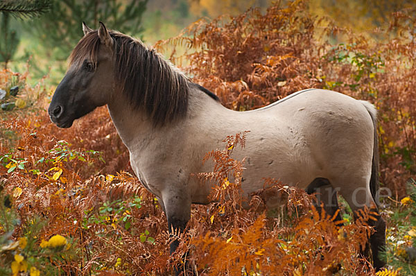 Konik (Equus caballus sspec.)