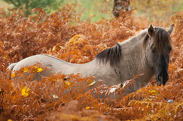 Konik (Equus caballus sspec.)