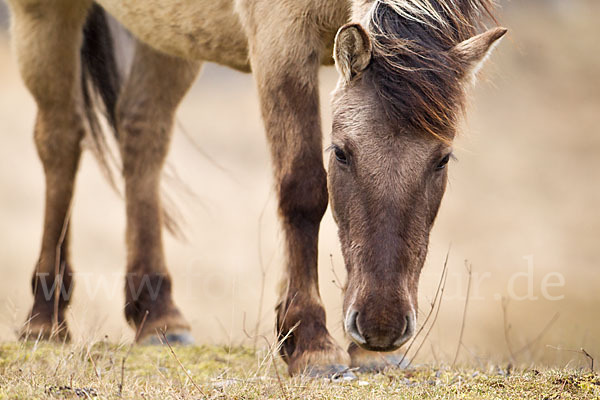 Konik (Equus caballus sspec.)