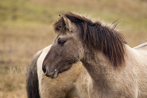 Konik (Equus caballus sspec.)