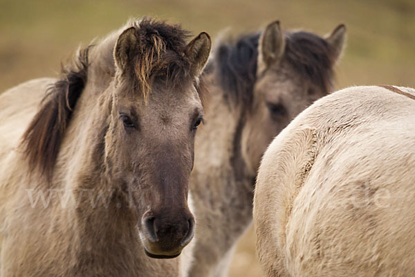 Konik (Equus caballus sspec.)