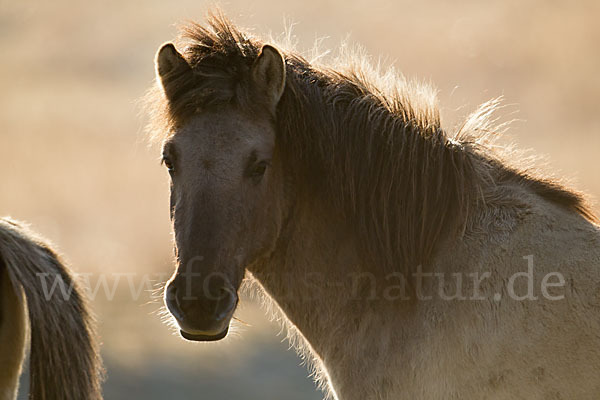 Konik (Equus caballus sspec.)