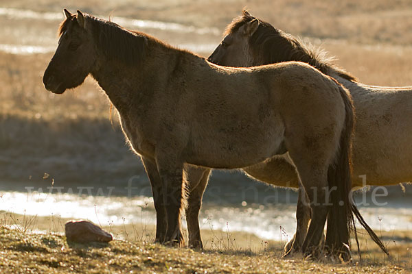 Konik (Equus caballus sspec.)