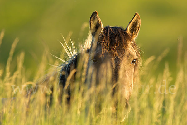 Konik (Equus caballus sspec.)