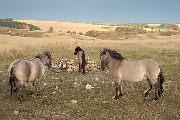 Konik (Equus caballus sspec.)