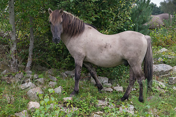 Konik (Equus caballus sspec.)