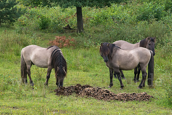 Konik (Equus caballus sspec.)