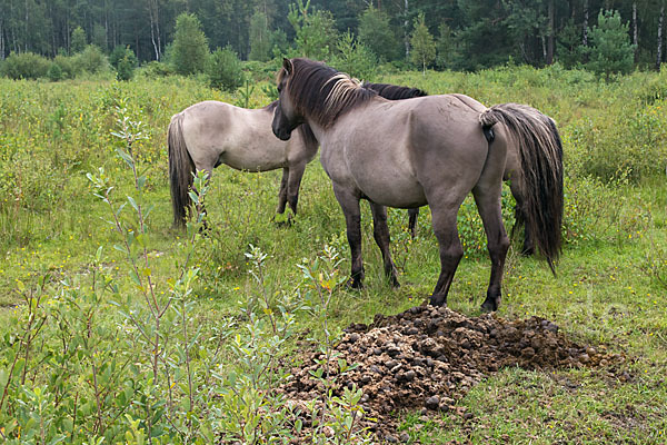 Konik (Equus caballus sspec.)